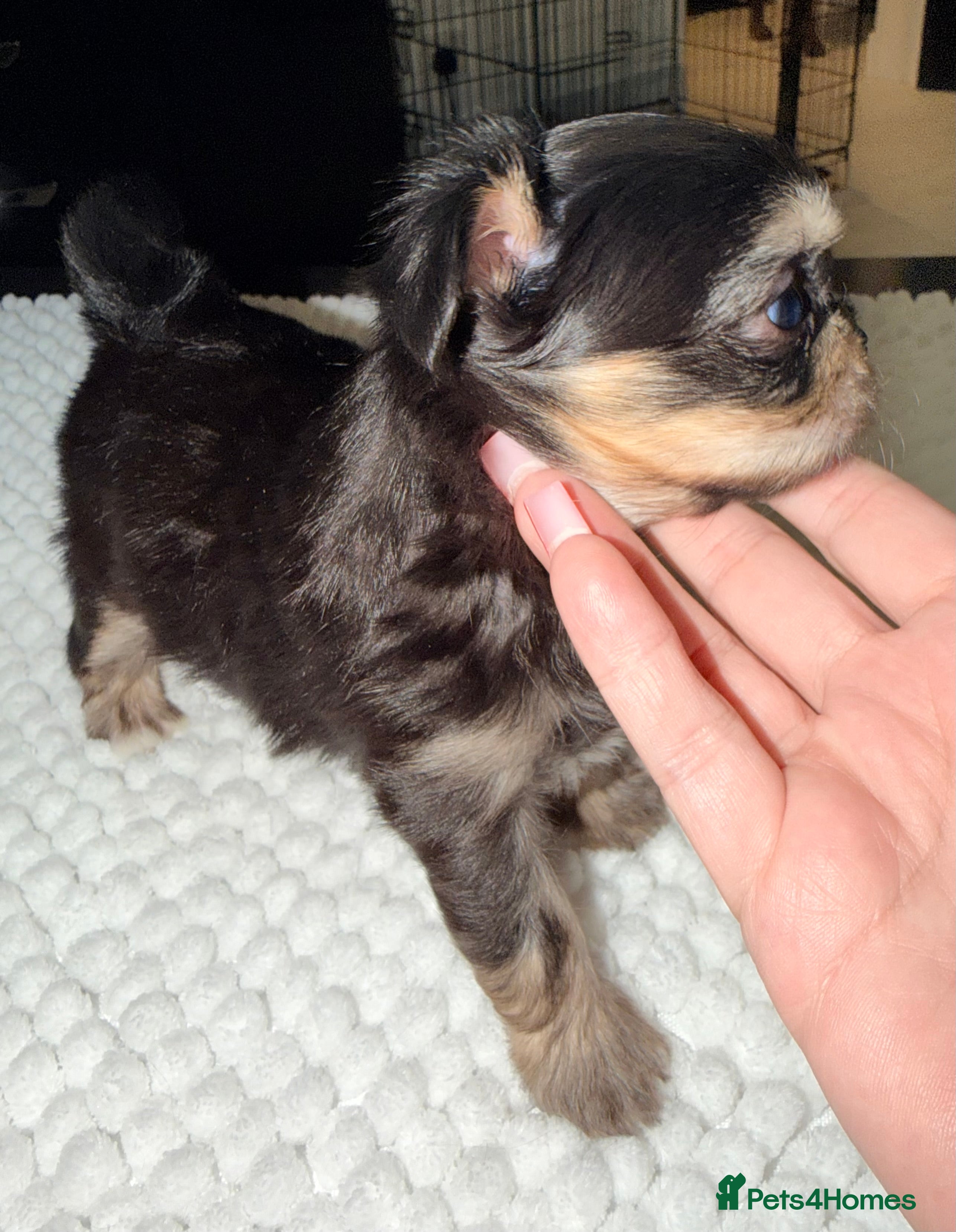 Mixed Breed dogs Fluffy teddy bear Malchi  - Advert 5