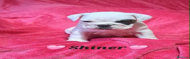 Shiner