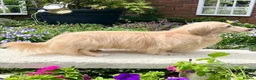 Miniature Dachshund dogs for stud: TRUE ENGLISH CREAM MINIATURE DACHSHUND STUD✨ - Advert 4