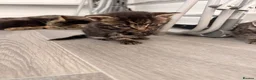 Mixed Breed cats for sale: Mixbreed beautiful kittens - Advert 7