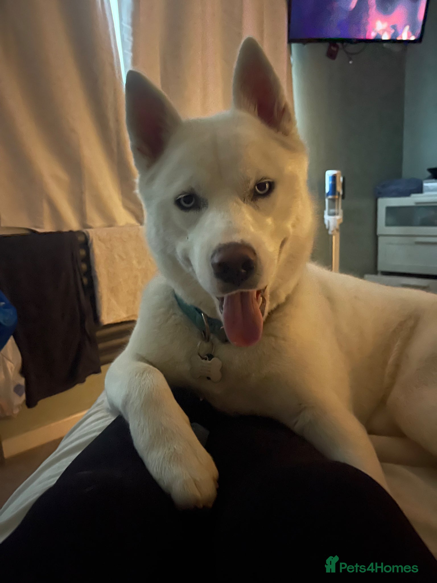 Siberian Husky dogs for stud: Siberian husky in Gateshead - Advert 3