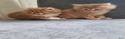 Norwegian Forest Cat cats for sale: Beautiful ginger Norwegian kittens  - Advert 15