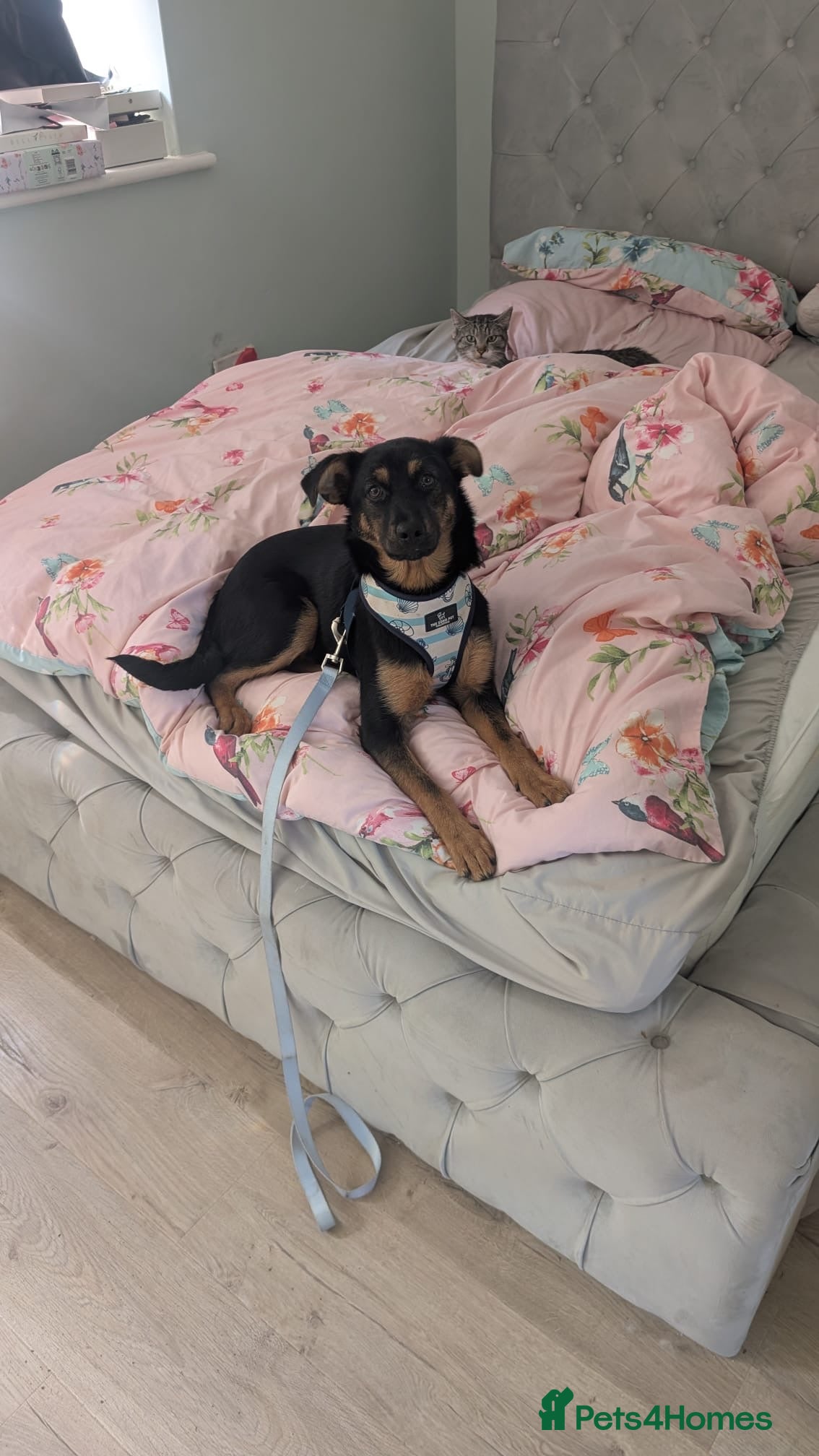 Mixed Breed dogs Rachel  - Advert 14