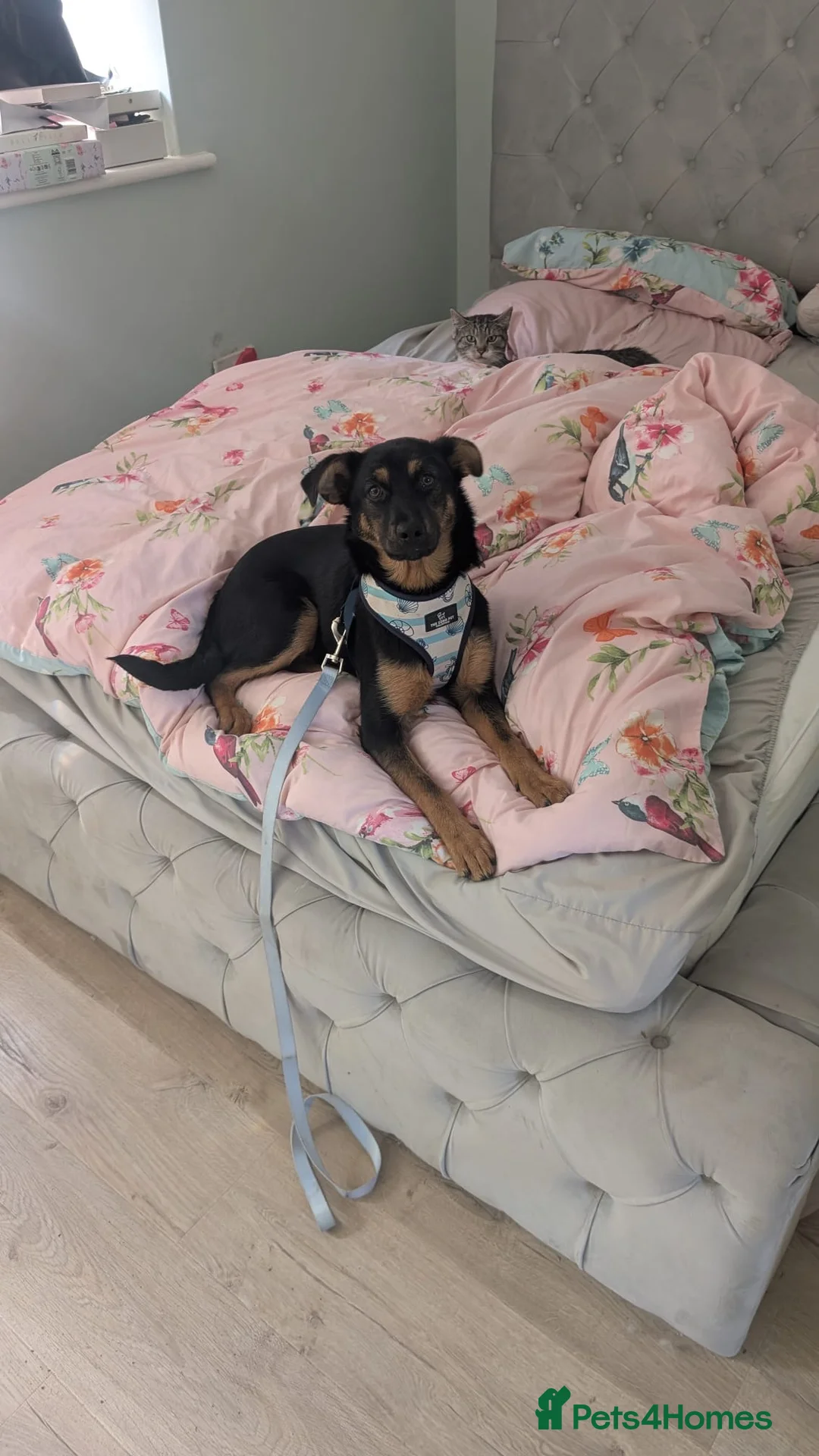 Mixed Breed dogs for adoption: Rachel  - Advert 1