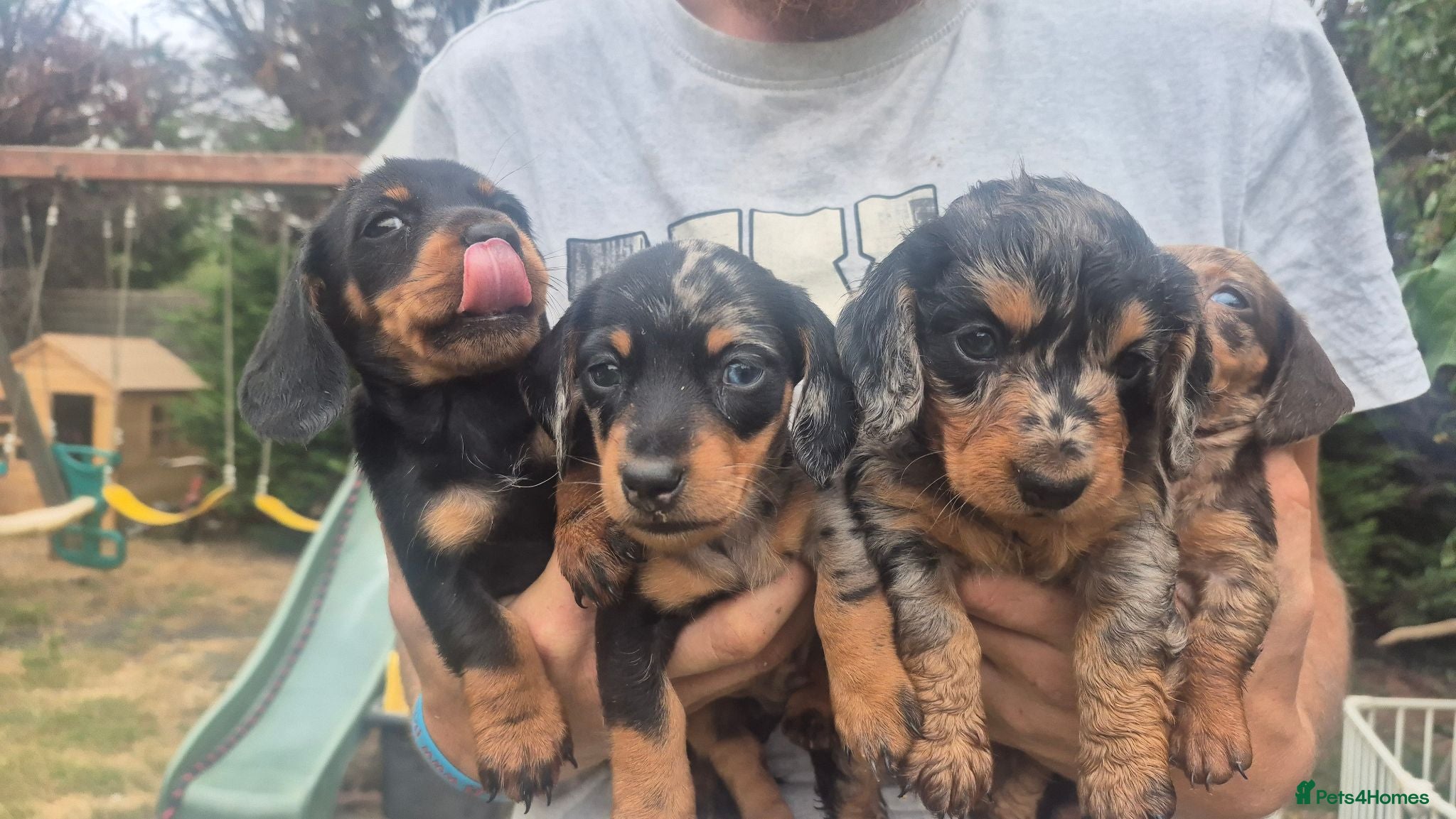 Miniature Dachshund dogs Miniature Dauchaunds - Advert 2