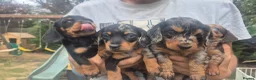 Miniature Dachshund dogs for sale: Miniature Dauchaunds - Advert 2