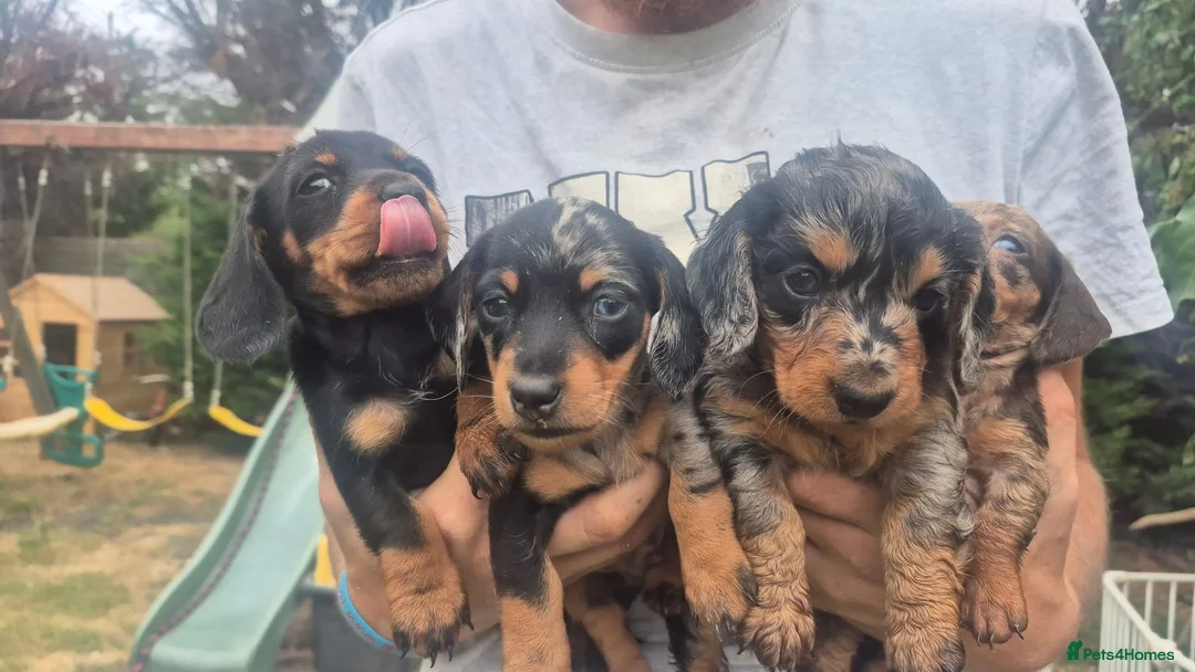 Miniature Dachshund dogs for sale: Miniature Dauchaunds - Advert 2
