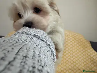 Maltipoo dogs Beautiful happy health tested Maltipoo fur babies - Advert 1