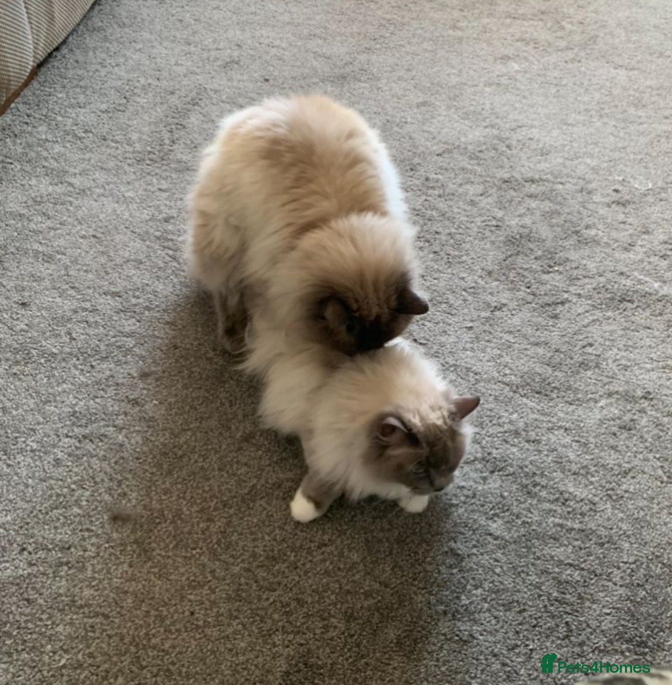 Ragdoll cats proven ragdoll stud (bluepoint) in Brighouse - Advert 13