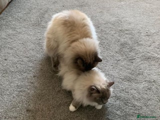 Ragdoll cats in Brighouse - Advert 17