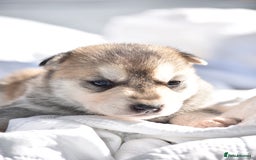 Siberian Husky dogs for sale: 🐾9 Husky Puppies Looking for Forever Homes!🐾 - Image 4