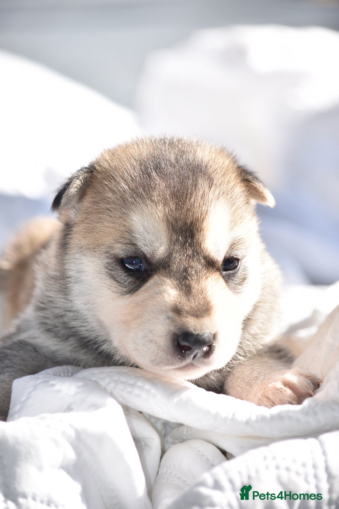 Siberian Husky dogs for sale: 🐾9 Husky Puppies Looking for Forever Homes!🐾 - Image 4