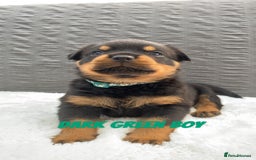 Rottweiler dogs for sale: Beautiful KC Rottweiler puppies - Image 17