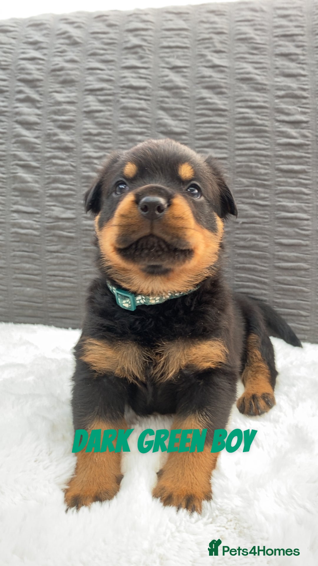 Rottweiler dogs for sale: Beautiful KC Rottweiler puppies - Image 17