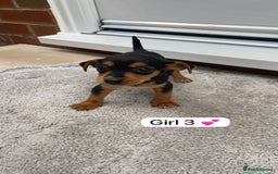Mixed Breed dogs for sale: Beautiful tiny little puppies looking for homes  - Image 4