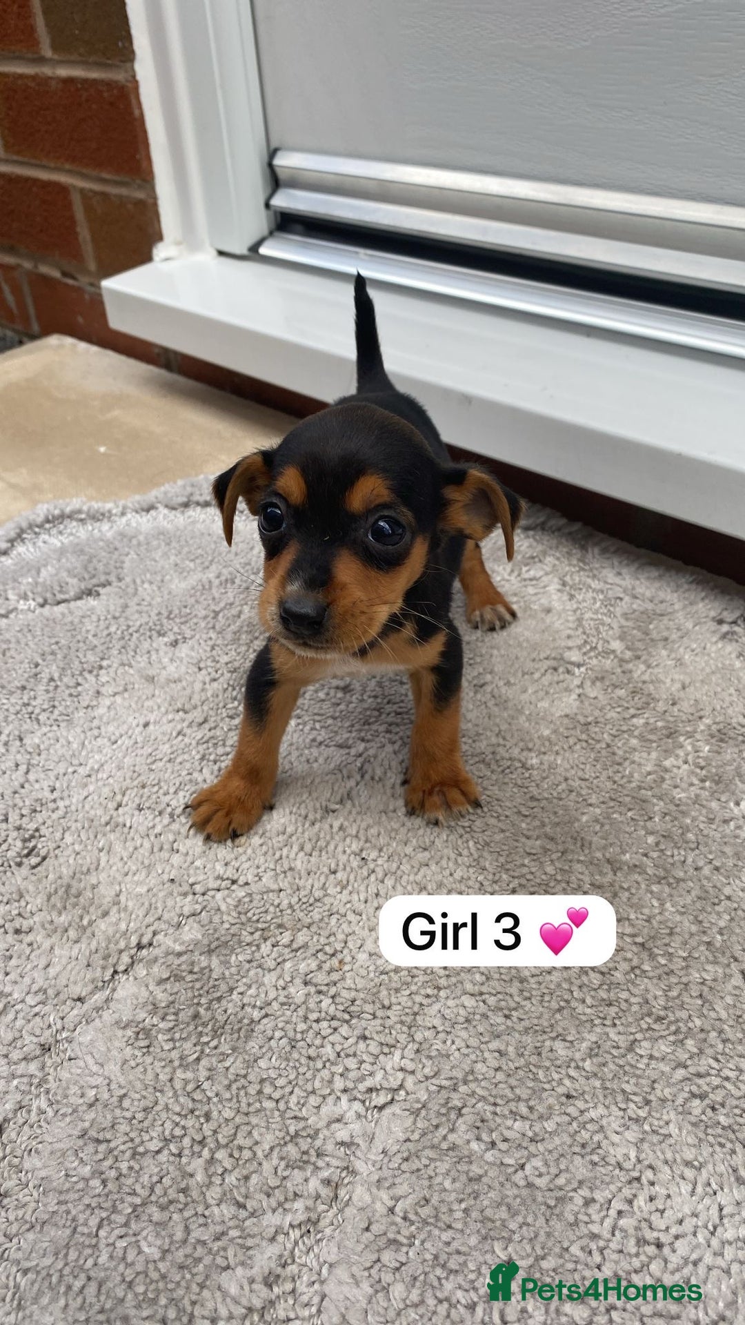 Mixed Breed dogs for sale: Beautiful tiny little puppies looking for homes  - Image 4
