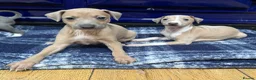 Italian Greyhound dogs for sale: The Most AMAZING colours! - Advert 21