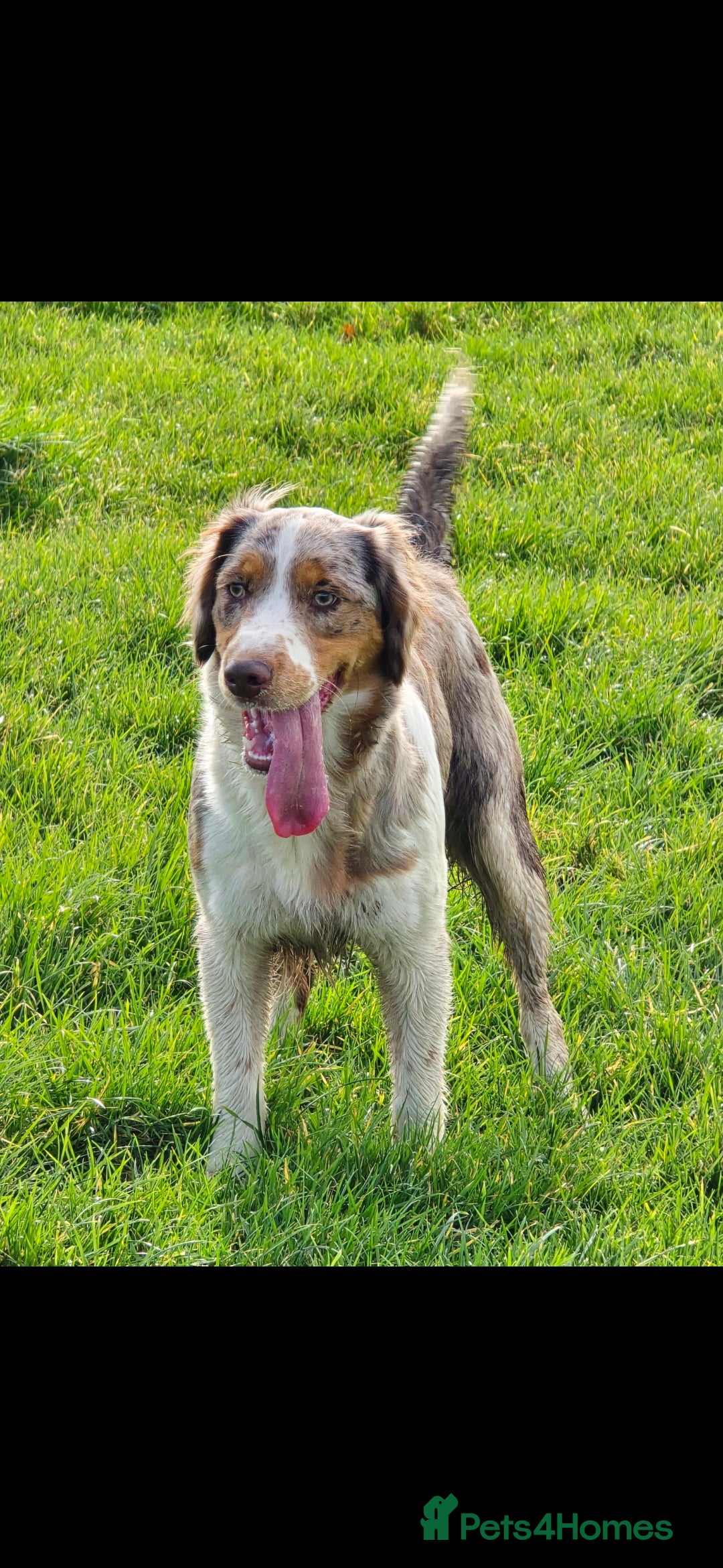 Mixed Breed dogs Clumber cross - Advert 1