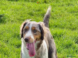 Mixed Breed dogs Clumber cross - Advert 1