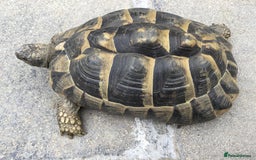 Hermann Tortoise reptiles for sale: Adult Female Hermann Tortoises x 4  - Image 4
