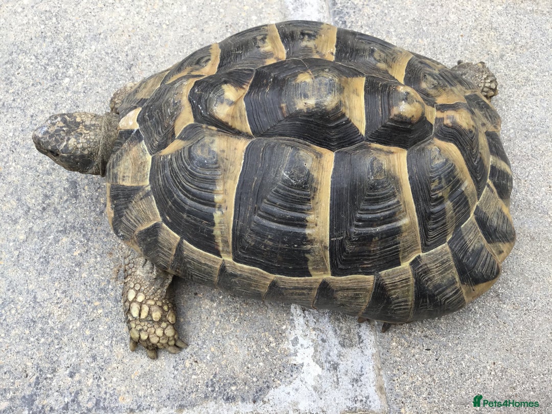 Hermann Tortoise reptiles for sale: Adult Female Hermann Tortoises x 4  - Image 4