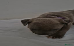Staffordshire Bull Terrier dogs for sale: Blue Staffs £1,100 Deposit is £245 - Image 25