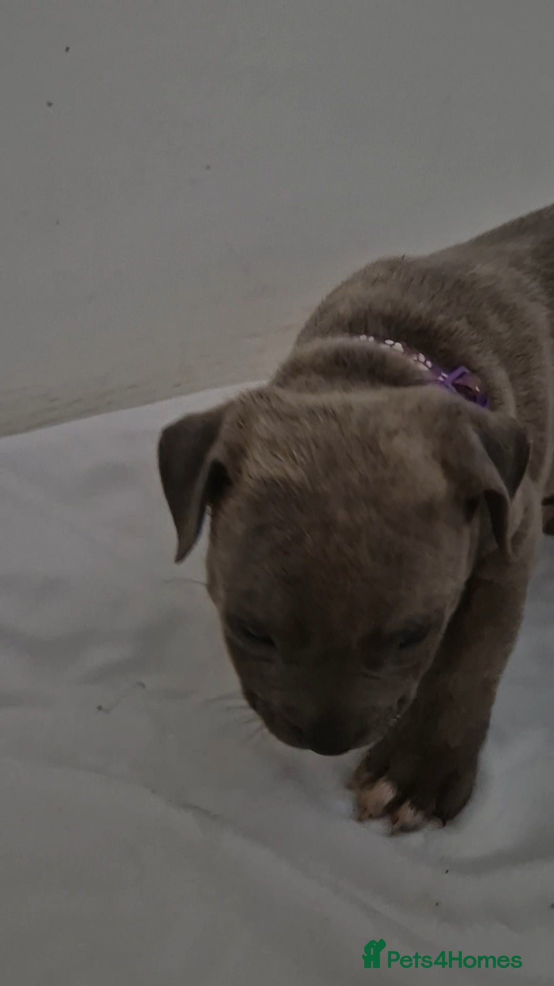 Staffordshire Bull Terrier dogs for sale: Blue Staffs £1,100 Deposit is £245 - Image 25