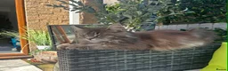 Maine Coon cats for sale: Mainecoon kittens blue/slivers greys  - Advert 2