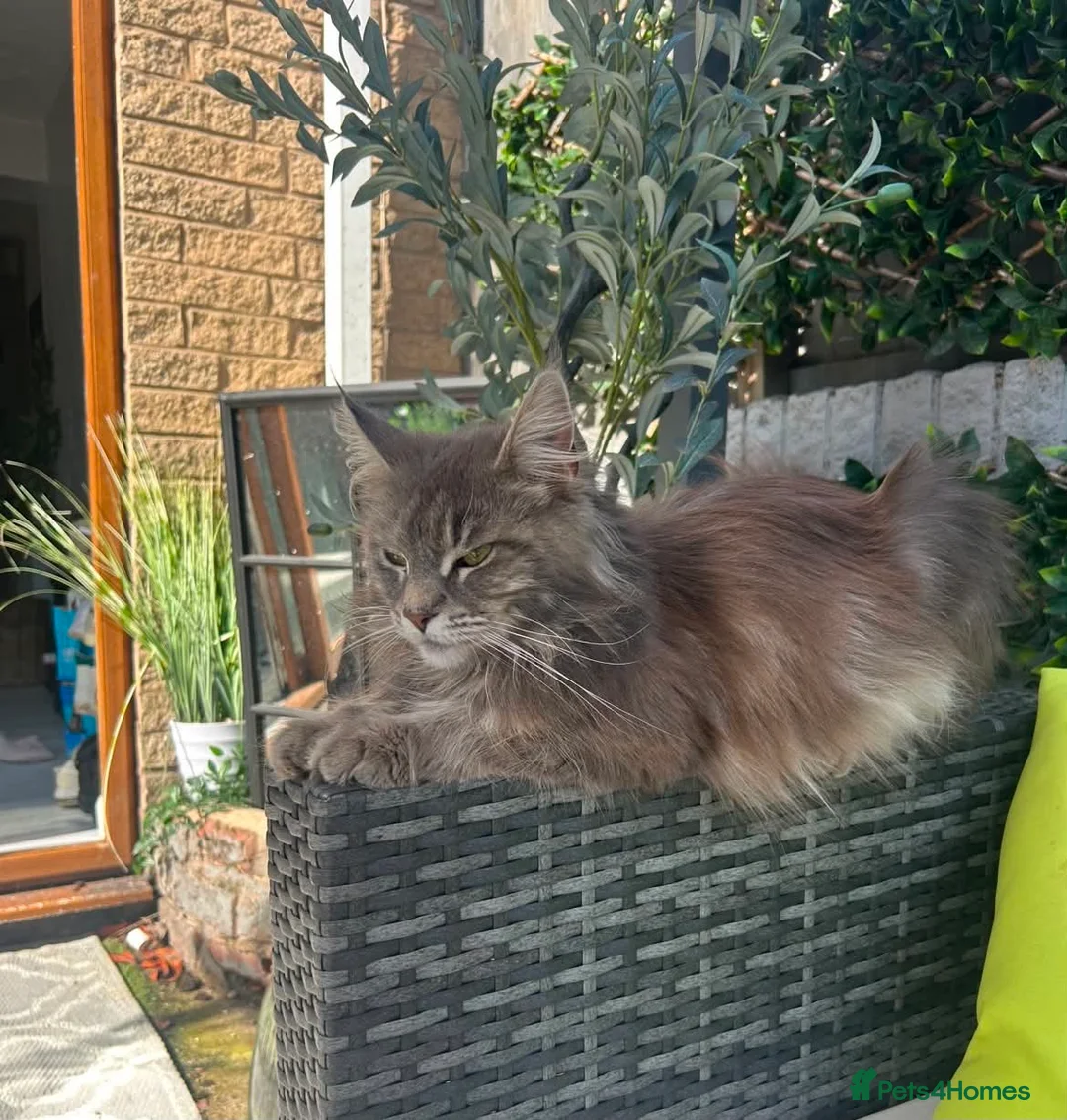 Maine Coon cats for sale: Mainecoon kittens blue/slivers greys  - Advert 2