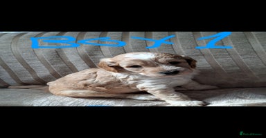 Cockapoo dogs - Advert 8