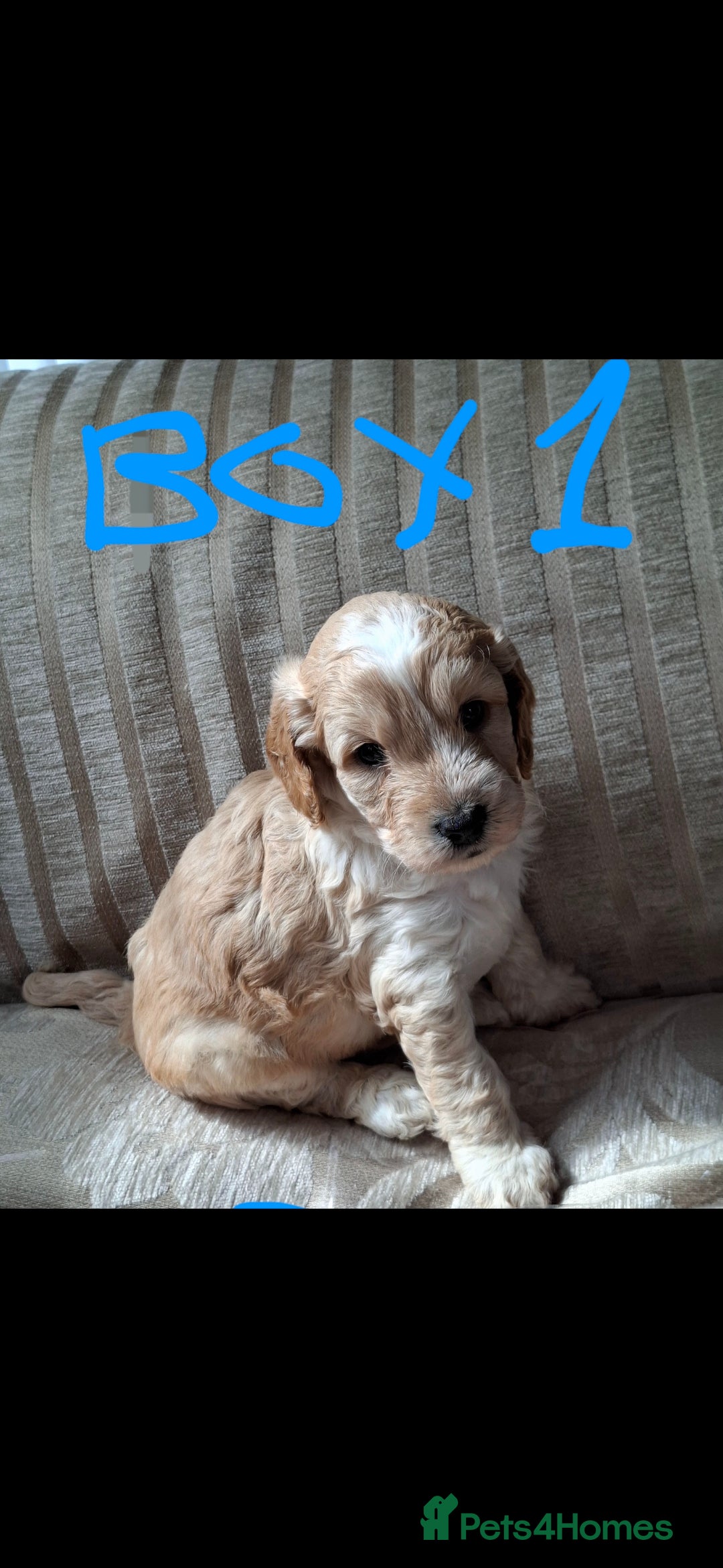Cockapoo dogs for sale: Beautiful F1 Cockapoo puppies  - Image 2