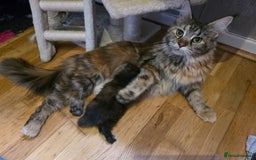 Maine Coon cats for sale: Stunning GCCF Registered Maine Coon kittens  - Image 18