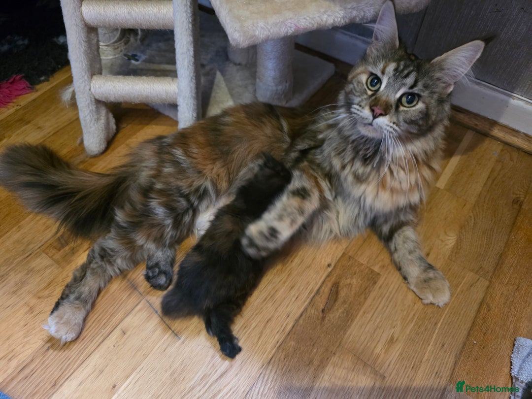 Maine Coon cats for sale: Stunning GCCF Registered Maine Coon kittens  - Image 18
