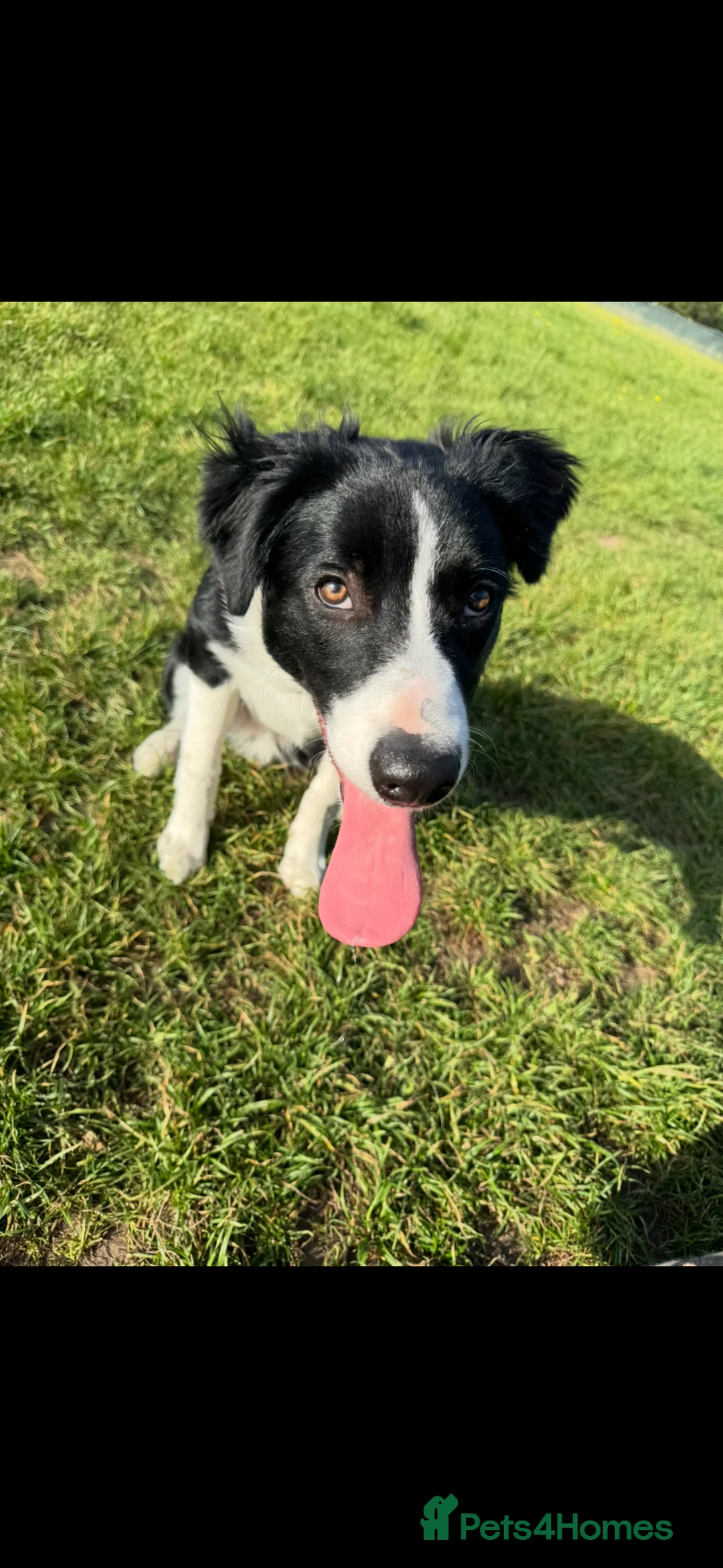 Border Collie dogs for sale: Border Collie Pup - Advert 2