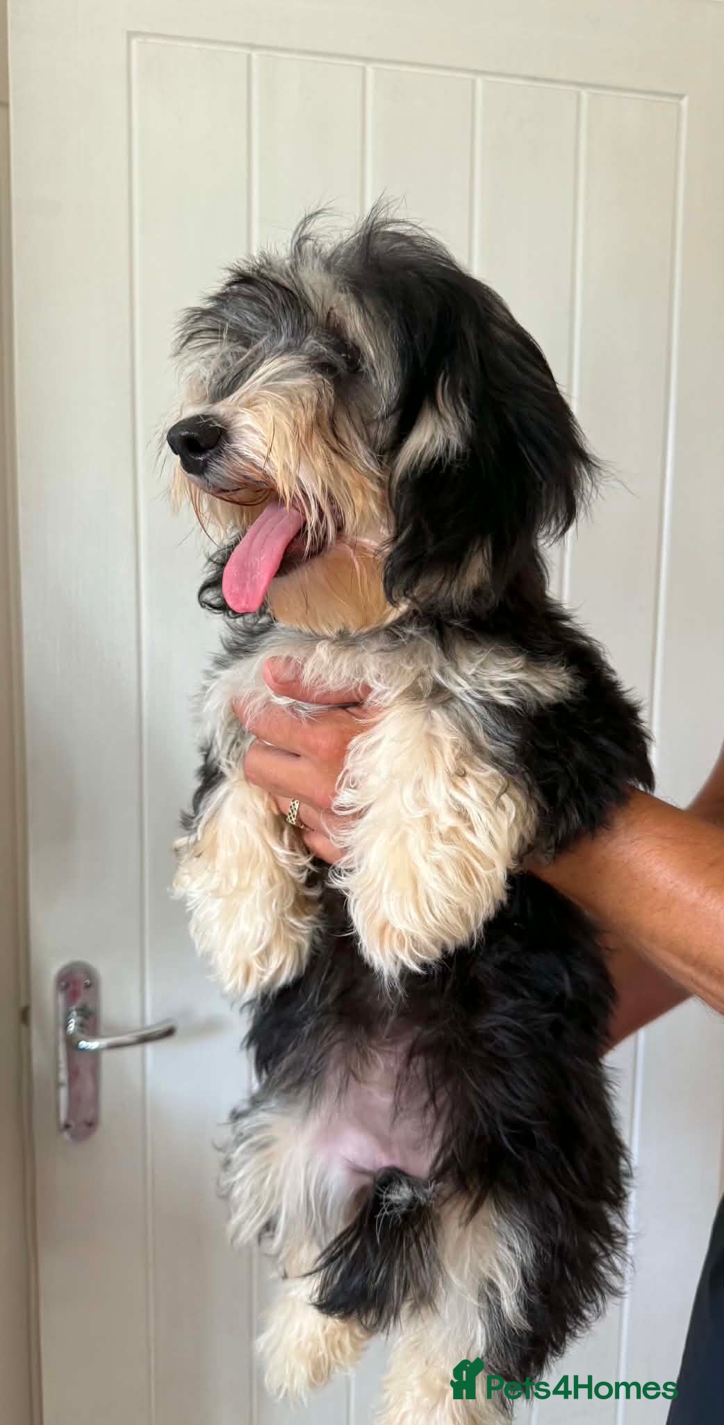 Mixed Breed dogs Mauxie-poo - Advert 2