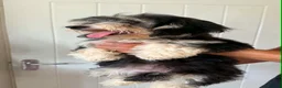 Mixed Breed dogs for sale: Mauxie-poo in Liverpool - Advert 2