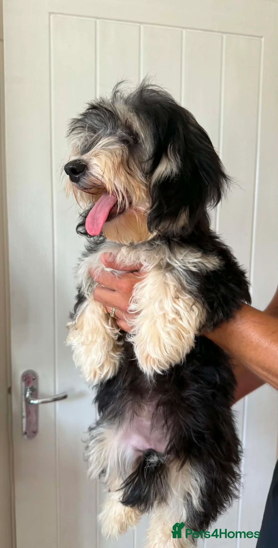 Mixed Breed dogs for sale: Mauxie-poo in Liverpool - Advert 2