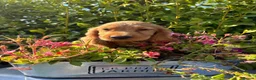 Cocker Spaniel dogs for sale: Only 2 left - Advert 17