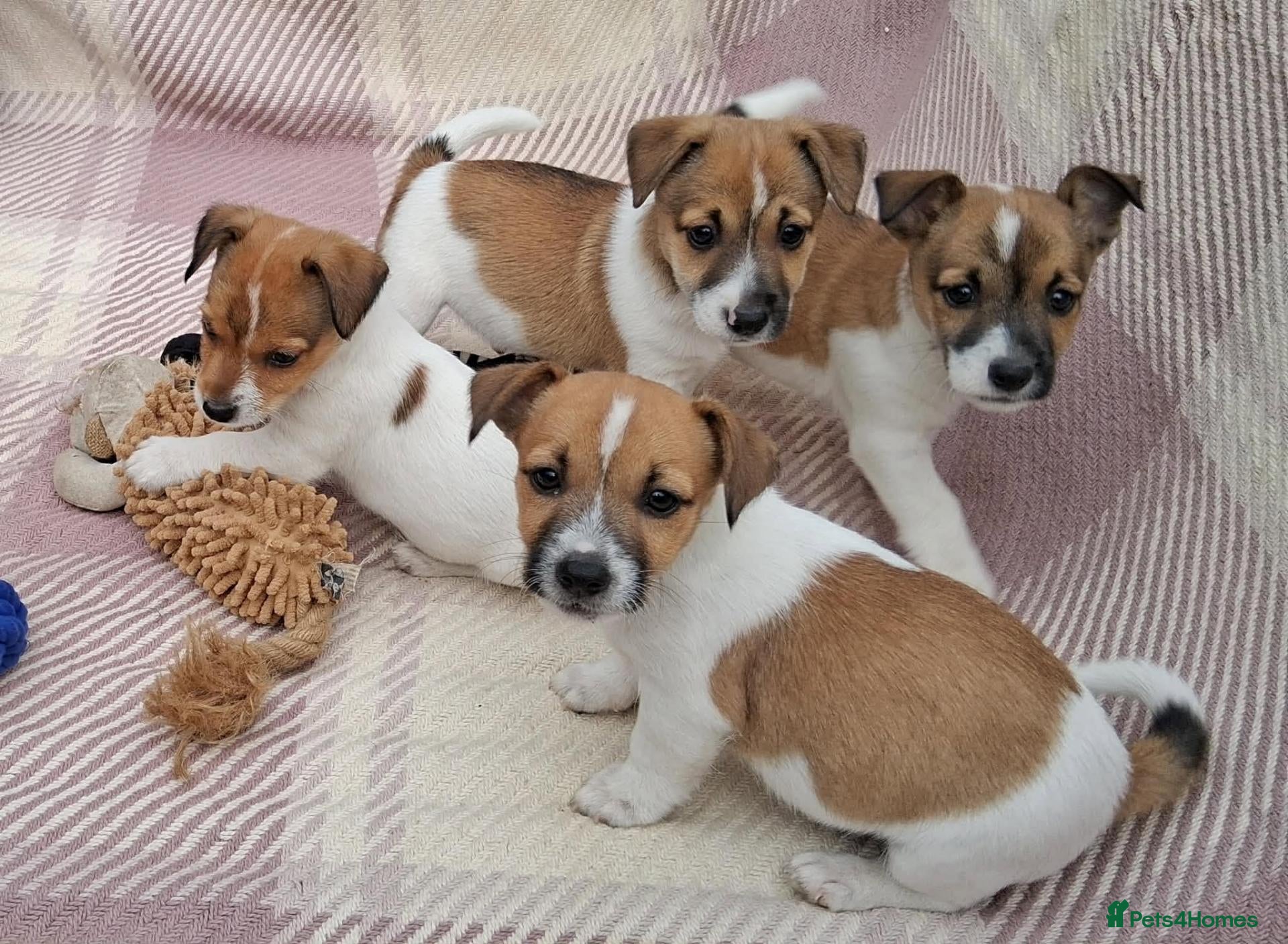 Jack Russell dogs Pure Jack Russell pups for sale - Advert 1