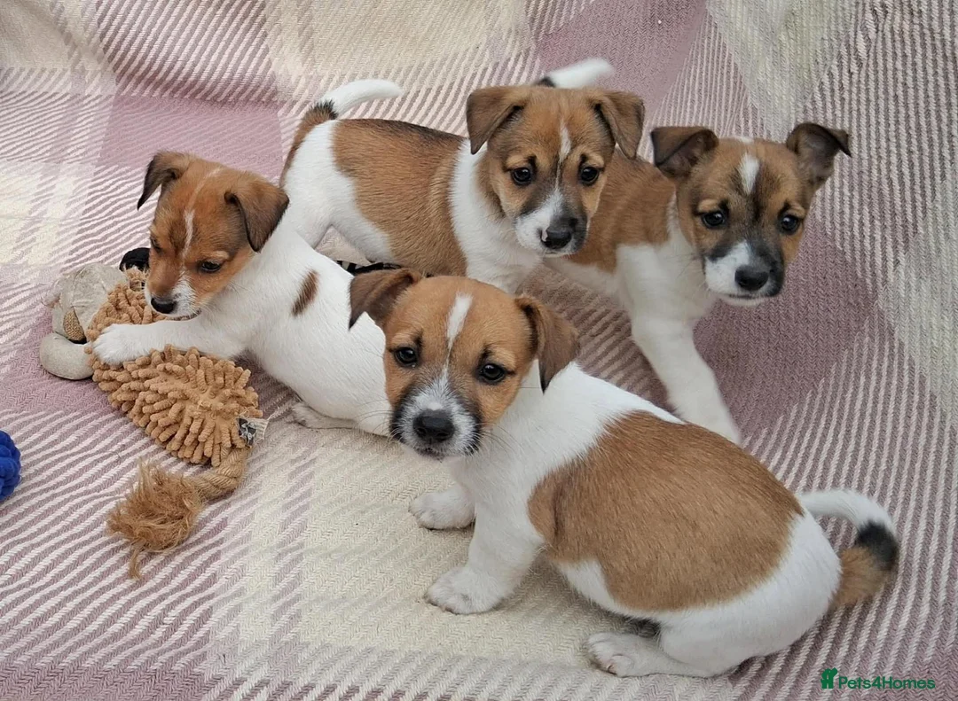 Jack Russell dogs for sale: Pure Jack Russell pups for sale - Advert 1