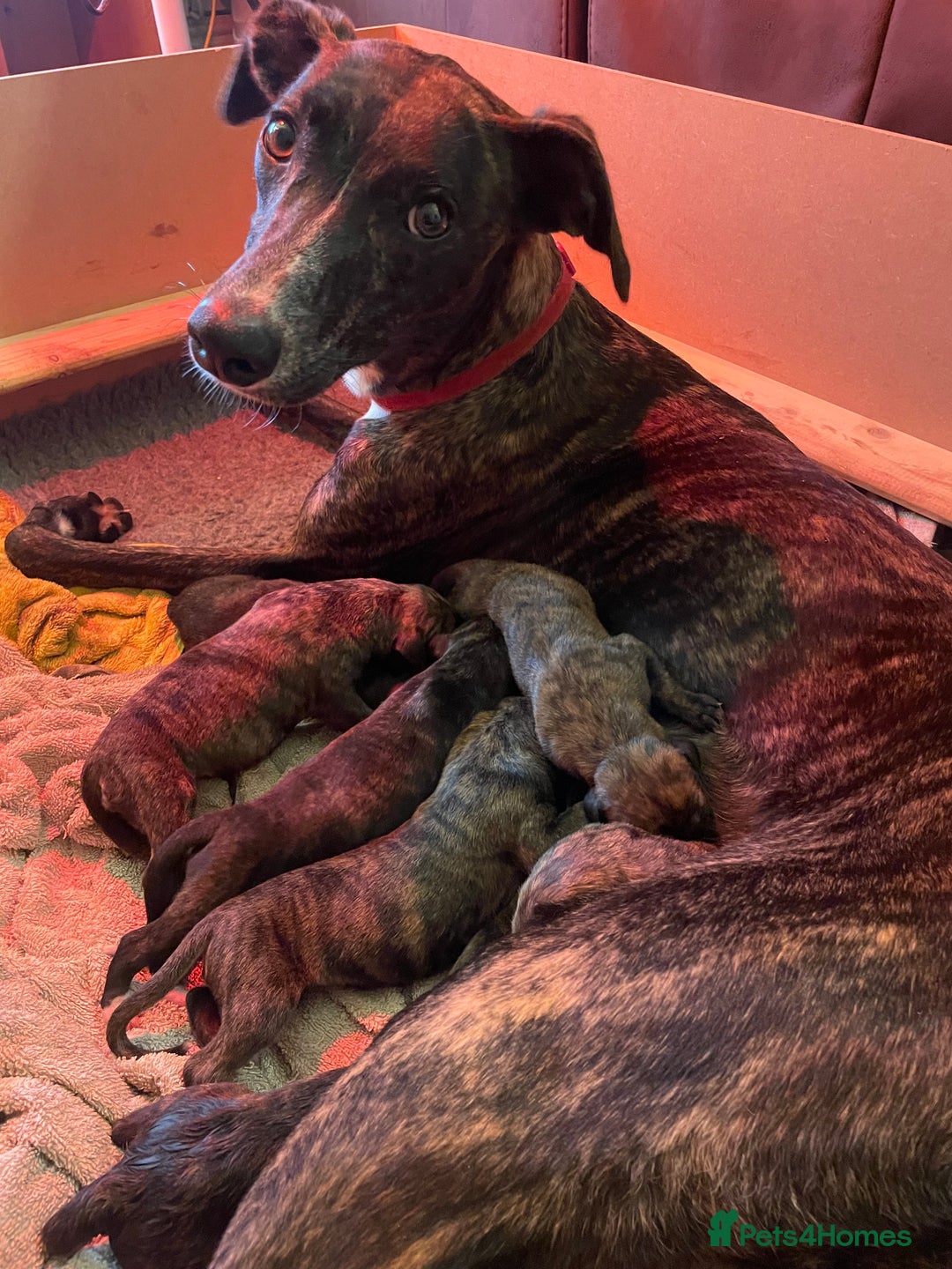 Lurcher dogs for sale: Greyhound/deerhound brindle lurchers - Advert 1