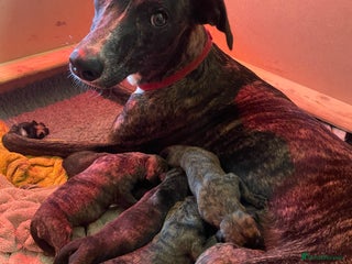 Lurcher dogs Greyhound/deerhound brindle lurchers - Advert 1