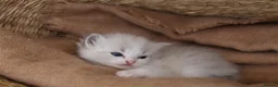Ragdoll cats for sale: Tica Registered 💎 Ragdoll Kittens - Advert 26