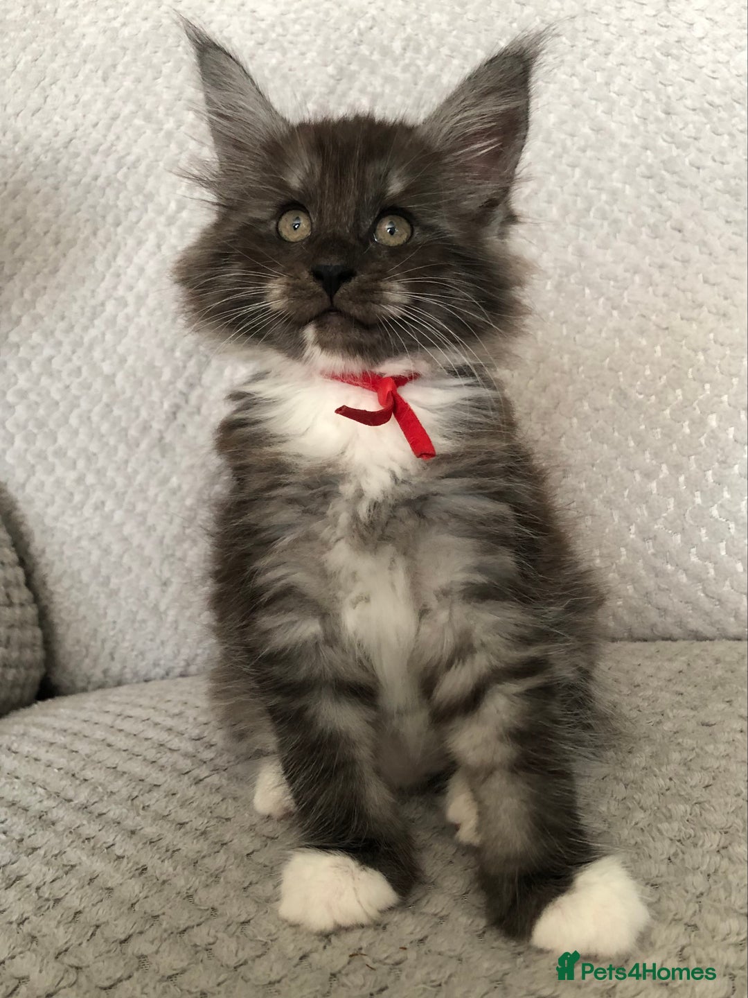 Maine Coon cats for sale: MaineCoon Kittens 2Girls Black Smoke Ready toleave - Image 35
