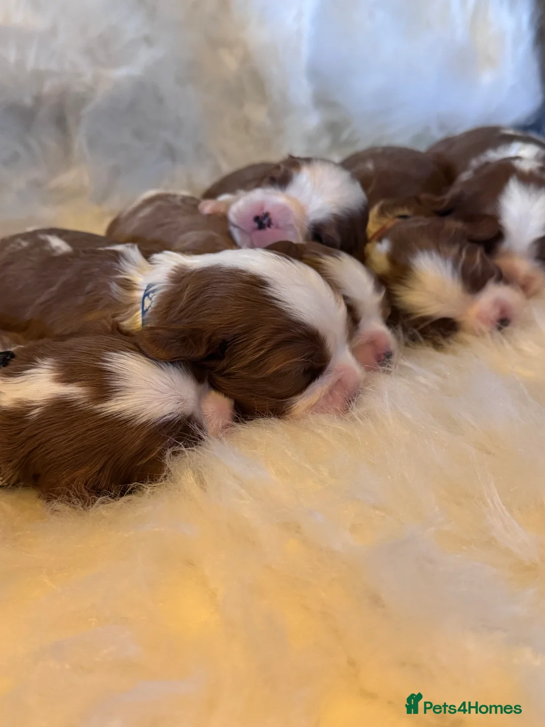 Cavalier King Charles Spaniel dogs for sale: Cavalier King Charles KC reg DNA 5* home breed - Advert 5