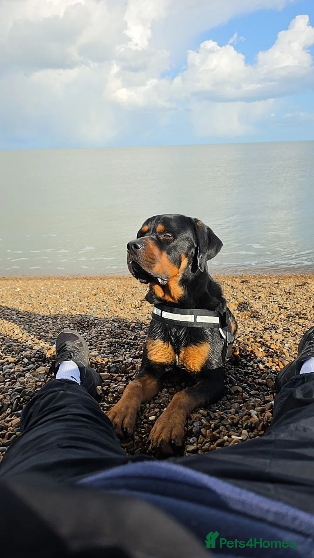 Rottweiler dogs for sale: Rottweiler  in Woodbridge - Advert 1
