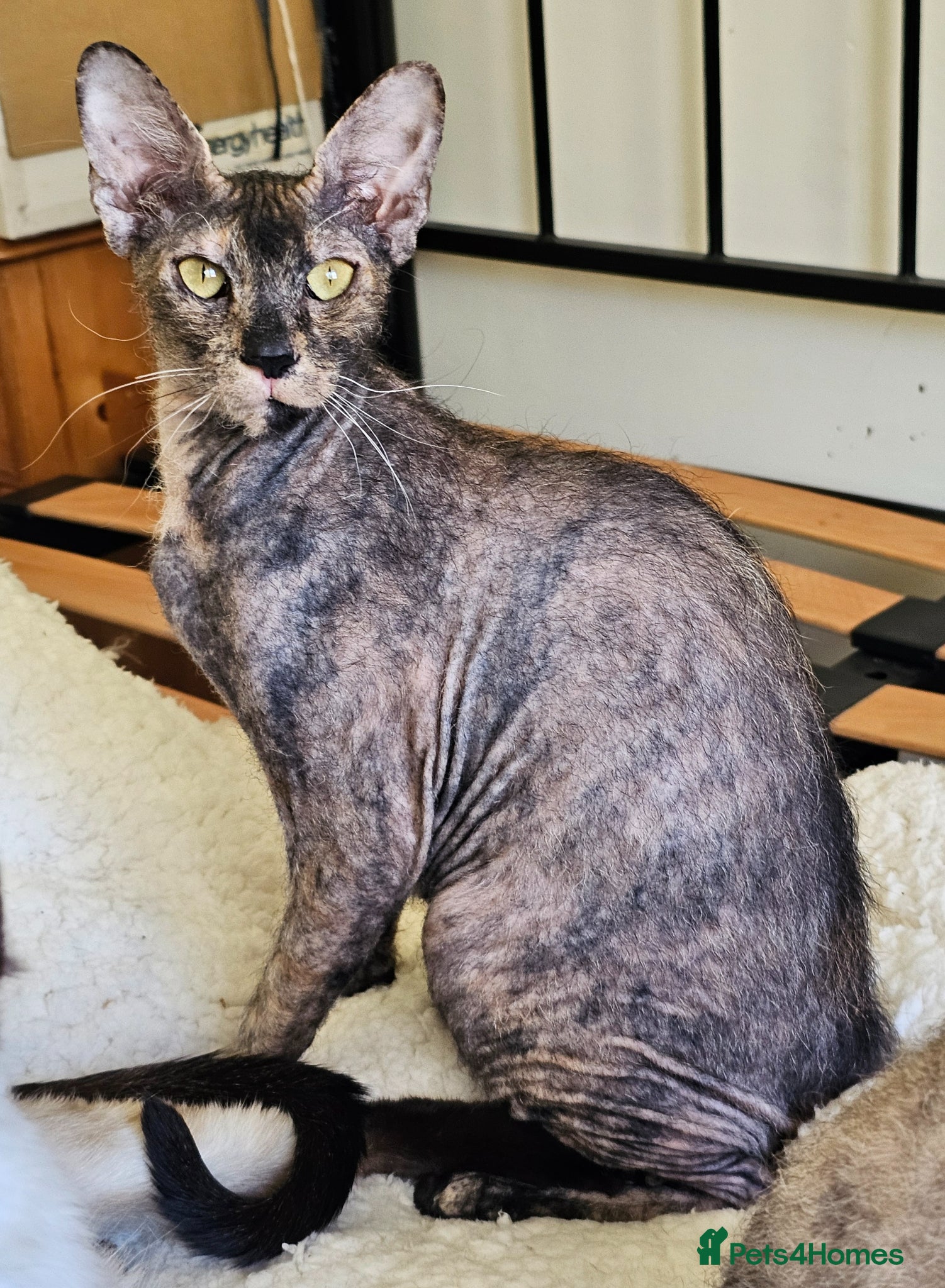Sphynx cats for sale: Sphynx x Siamese young cat - Advert 2