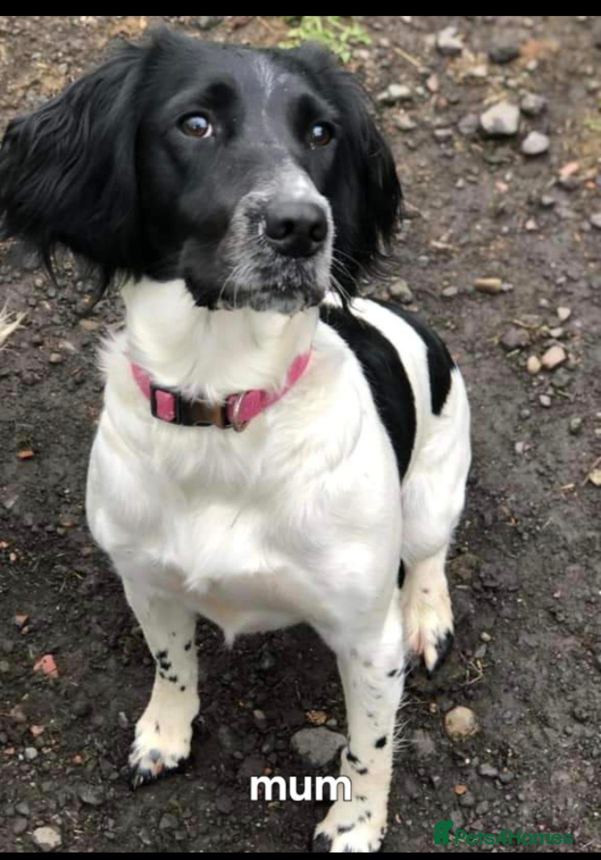 English Springer Spaniel dogs KC English Springer Spaniel pups - Advert 2