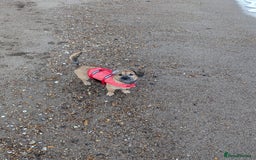 Mixed Breed dogs for sale: Dachshund x Shih Tzu for sale - Image 6