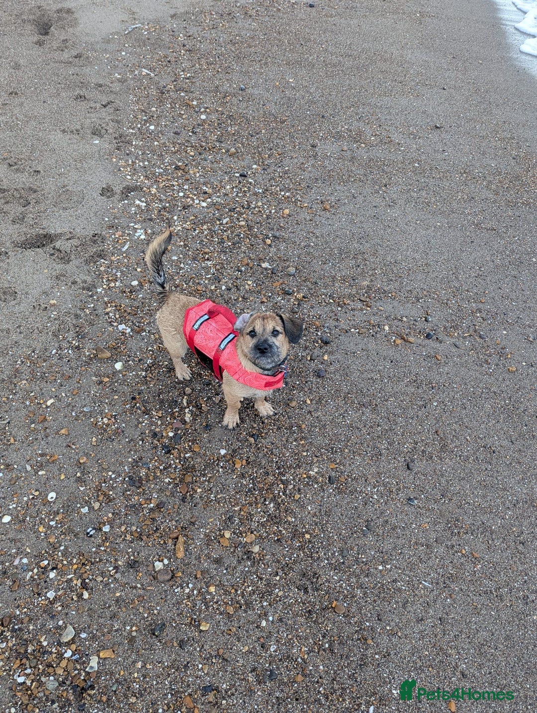 Mixed Breed dogs for sale: Dachshund x Shih Tzu for sale - Image 6